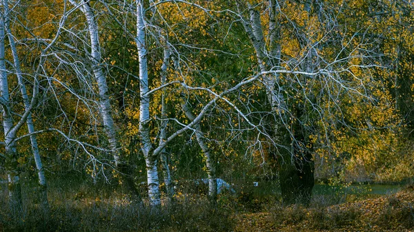 Fundo Floresta Outono Folhas Vidoeiro Amarelas Uma Folhagem Árvore — Fotografia de Stock
