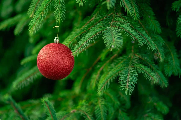 stock image Christmas tree background Kid hand hangs decorating green Red ball  toy branch  Ornaments New Year celebration concept Copy space Beautiful holiday card postcard Preparing golden star outdoor