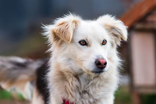 Kokoni Aidi Binnenlandse Atlas Berg Hond Wit Bont Pluizig Schattig — Stockfoto