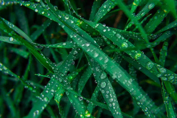 小麦嫩芽上的绿草水滴麦粒鲜雨背景雨水早稻田叶顶看嫩芽 — 图库照片