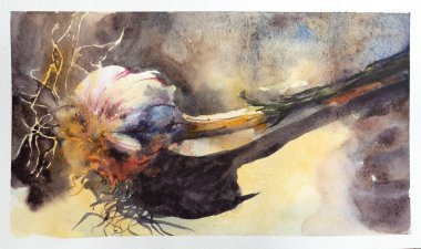 Taze organik sarımsak karanfilleri ve soğan izole edilmiş, beyaz kök kök güneş sanatı üzerine suluboya resimleme Sebze Baharatları El soyut resim