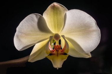Blooming white orchid isolated flower phalaenopsis, phalaenopsis or falah   dark black background Close up macro backlight sun