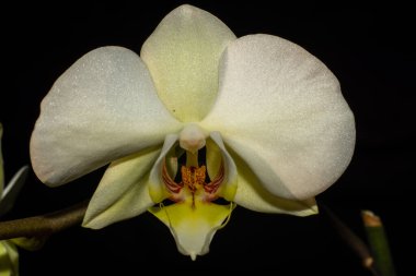 Blooming white orchid isolated flower phalaenopsis, phalaenopsis or falah   dark black background Close up macro backlight sun