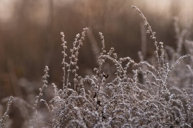 Soft focus hay Dry grass Sunset in the field. Close view of grass stems against dusty sky. Calm and natural blurred background winter fall autumn Beautiful  Abstract boho style  meadow rural Great design