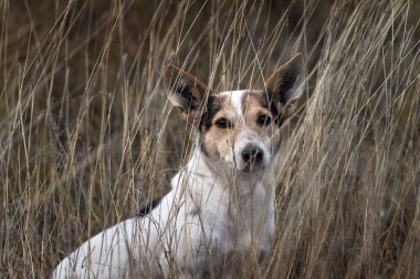 white dog  in meadow of long tall grass.