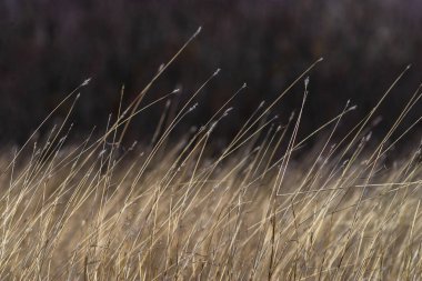 Soft focus hay Dry grass Sunset in the field. Close view of grass stems against dusty sky. Calm and natural blurred background winter fall autumn Beautiful  Abstract boho style  meadow rural Great design