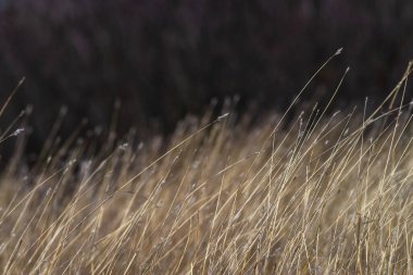 Soft focus hay Dry grass Sunset in the field. Close view of grass stems against dusty sky. Calm and natural blurred background winter fall autumn Beautiful  Abstract boho style  meadow rural Great design