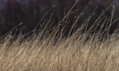 Soft focus hay Dry grass Sunset in the field. Close view of grass stems against dusty sky. Calm and natural blurred background winter fall autumn Beautiful  Abstract boho style  meadow rural Great design