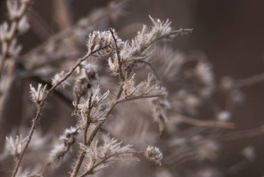 Soft focus hay Dry grass Sunset in the field. Close view of grass stems against dusty sky. Calm and natural blurred background winter fall autumn Beautiful  Abstract boho style  meadow rural Great design