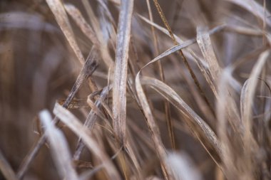 Soft focus hay Dry grass Sunset in the field. Close view of grass stems against dusty sky. Calm and natural blurred background winter fall autumn Beautiful  Abstract boho style  meadow rural Great design