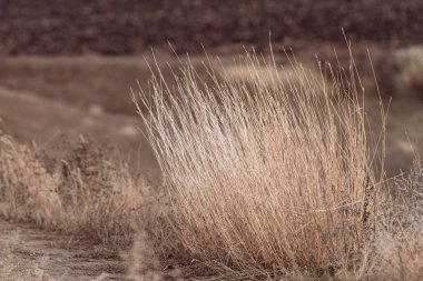 Soft focus hay Dry grass Sunset in the field. Close view of grass stems against dusty sky. Calm and natural blurred background winter fall autumn Beautiful  Abstract boho style  meadow rural Great design