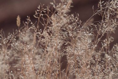 Soft focus hay Dry grass Sunset in the field. Close view of grass stems against dusty sky. Calm and natural blurred background winter fall autumn Beautiful  Abstract boho style  meadow rural Great design