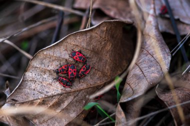 red beetle Pyrrhocoris apterus on a rustic background Firebug on a leaf