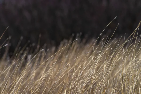 Soft focus hay Dry grass Sunset in the field. Close view of grass stems against dusty sky. Calm and natural blurred background winter fall autumn Beautiful  Abstract boho style  meadow rural Great design