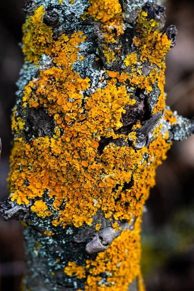 macro yellow moss on cortex tree Xanthoria parietina, foliose, fungus, leafy, lichen common names common orange lichen, yellow scale, maritime sunburst lichen and shore lichen.  texture nature background