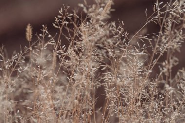 Soft focus hay Dry grass Sunset in the field. Close view of grass stems against dusty sky. Calm and natural blurred background winter fall autumn Beautiful  Abstract boho style  meadow rural Great design