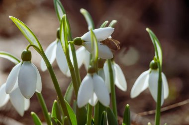 white snowdrop flowers Galanthus nivalis growth in snow. Beautiful spring natural green background. early spring season concept First flowers postcard march 8 forest spring sun bloom copy space Delicate blue