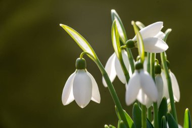 white snowdrop flowers Galanthus nivalis growth in snow. Beautiful spring natural green background. early spring season concept First flowers postcard march 8 forest spring sun bloom copy space Delicate blue