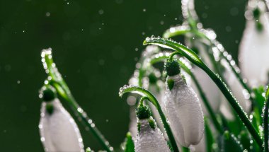 white snowdrop flowers Galanthus nivalis growth in snow. Beautiful spring natural green background. Water Dropsv  rain early spring season concept First flowers postcard march 8 forest spring sun bloom copy space Delicate.