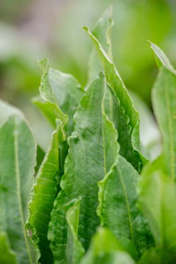 Sorrel. Doğanın güzel bitkisel soyut arka planı. Rumex asetosa. Ebedi şifalı bitkiler. Bahar manzarası. Popüler yemek çeşnisi. Ev bitkileri, ürünler. Bahçıvanlık