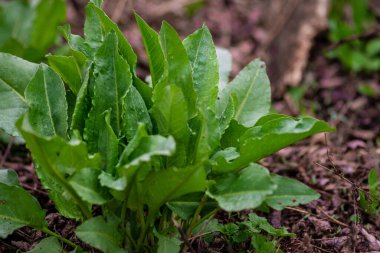 Sorrel. Doğanın güzel bitkisel soyut arka planı. Rumex asetosa. Ebedi şifalı bitkiler. Bahar manzarası. Popüler yemek çeşnisi. Ev bitkileri, ürünler. Bahçıvanlık