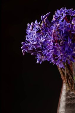Güzel mavi kardamlaları, Scilla bifolia alp balığı, beyaz arka planda iki yapraklı squill, yazı için boşluk. Bahar dekorasyonu siyah zemin tahta masa cam vazosu