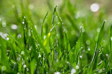 Elytrigia. Sulu, yüksek yeşil kanepe çimlerinin bitkisel arka planı. Genç ve taze çimenler Elymus güzel bitkisel dokuya, bahara tövbe eder. Su damlaları, buğday çimi sabah çiyi, yağmur çimi doğa konsepti.