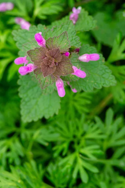 Lamium Purpureum Bekannt Als Rote Brennnessel Violette Brennnessel Oder Lila — Stockfoto