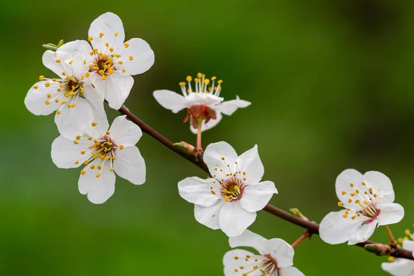 Schöne Frühling Pflaumen Blühen Zweige Der Weißen Blumen Weich Luftig — Stockfoto
