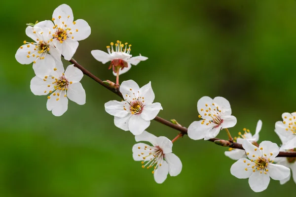 Schöne Frühling Pflaumen Blühen Zweige Der Weißen Blumen Weich Luftig — Stockfoto