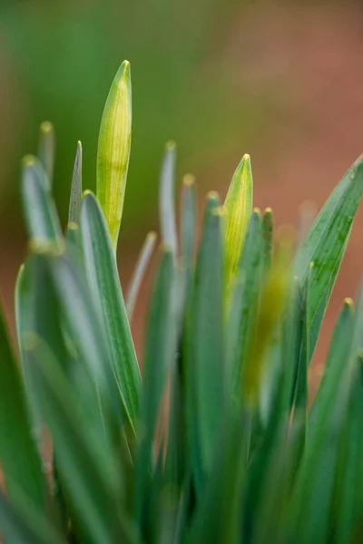 Narcissus Pączek Kwiaty Żonkile Unbloomed Zielonych Łodyg Roślin Długimi Liśćmi — Zdjęcie stockowe