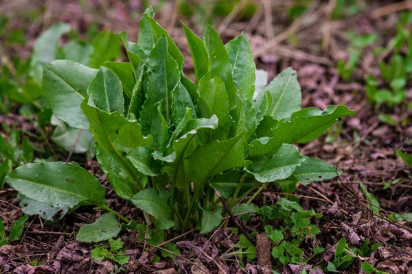 stock image Sorrel. Beautiful herbal abstract background of nature. rumex acetosa. Perennial herb. Spring landscape. Popular cooking seasoning. Home plants, products. Gardening