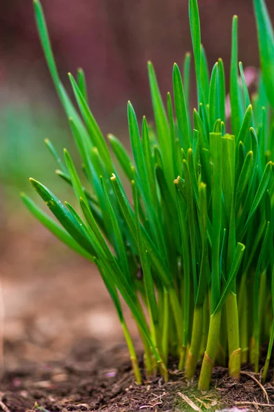 Young Green Garlic Leaves Grows Ground Spring Early Morning Close — Stock Photo, Image