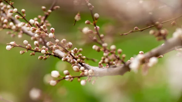 아름다운 꽃봉오리흰 꽃가지들 부드러운 나무를 선택적으로 배경에 초점을 맞춘다 — 스톡 사진