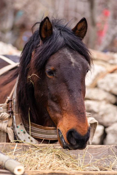 Yüzünde kahverengi bir atın ön portresi. Kuru ot ye..