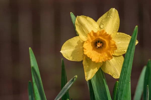 Zbliżenie Żółtego Żonkila Kwiat Big Cupped Żonkil Carlton Sześcioma Płatkami — Zdjęcie stockowe