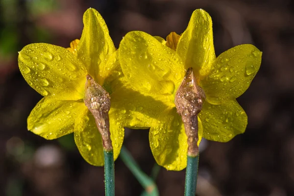 Крупный План Желтого Цветка Нарцисса Большой Нарцисс Нарцисс Шестью Лепестками — стоковое фото