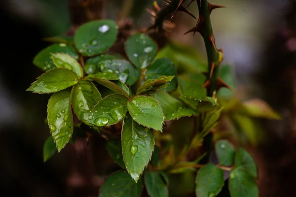 Rosa Deixa Jardim Ramificar Gotas Água Após Espinhos Chuva Bonito — Fotografia de Stock