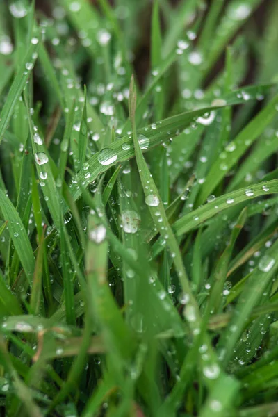 Elytrigia. Herbaceous background of juicy high green couch grass close-up. Fresh young bright grass Elymus repens beautiful herbal texture, spring. Water drops, wheatgrass morning dew, rain lawn Nature Environment concept