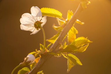 Kiraz ağacının beyaz çiçekleri İlkbahar dalını kapatın Güzel yeşil arka plan Macro yumuşak havadar gün batımını bulanıklaştıran arka plan fotokopi alanı .
