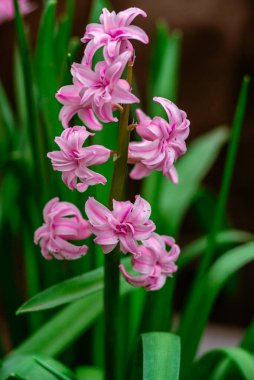 Parlak pembe sümbül çiçekleri sebze bahçesinde yetişir.