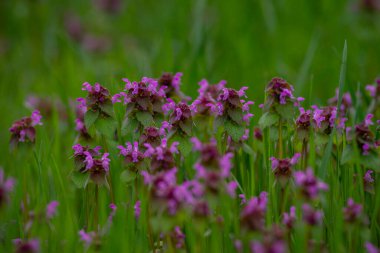 Lamium purpureum mor ısırgan otu, mor ölü ısırgan otu, mor başmelek nektarı vahşi Lamiaceae ailesi. Çiçek açtı bahar mevsiminde doğal yeşil arka plan güzel kopya alanı..