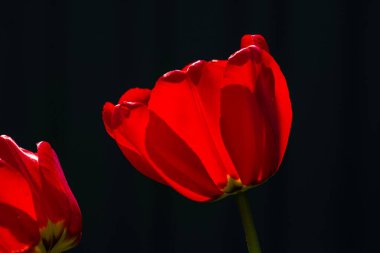 İnanılmaz kırmızı lale çiçekleri çiçek açıyor arka planda günbatımı aşk konsepti güzel sahne tasarımı fotokopi alanı. Pankart kapanışı, bahar kartpostalı, çiçekçi dükkanı, çiçekçi, anneler günü.