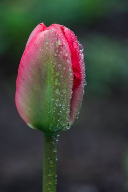 İnanılmaz kırmızı lale çiçekleri çiçek açıyor arka planda günbatımı aşk konsepti güzel sahne tasarımı fotokopi alanı. Pankart kapanışı, bahar kartpostalı, çiçekçi dükkanı, çiçekçi, anneler günü.