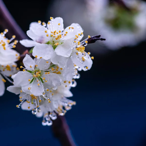 Beau Fond Printemps Avec Prune Fleurs Blanches Fleur Macro Clouse — Photo