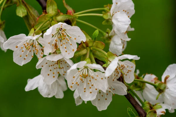 Flores Blancas Árbol Flor Cerezo Cerca Rama Ramita Primavera Hermoso —  Fotos de Stock