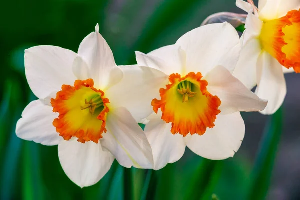 Nahaufnahme Weiße Narzissenblüte Cupped Narzissen Carlton Sechs Blütenblätter Gelb Orange — Stockfoto