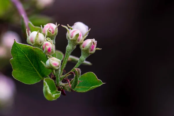 Közelkép Quince Virágos Fiatal Levelek Rügyek Félig Nyitott Rózsaszín Virág — Stock Fotó
