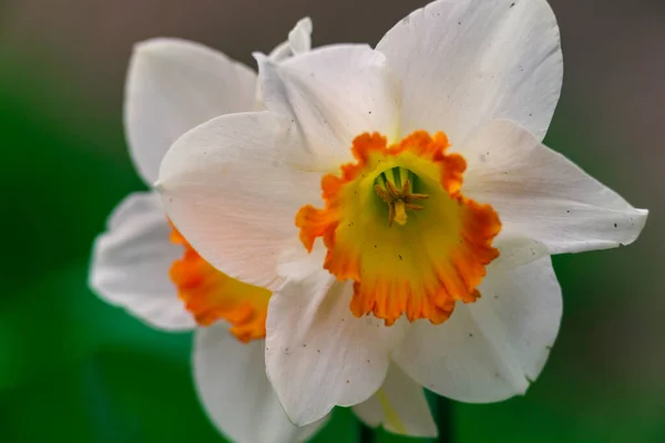Flor Narciso Blanco Cerca Cupped Daffodil Carlton Seis Pétalos Amarillo —  Fotos de Stock
