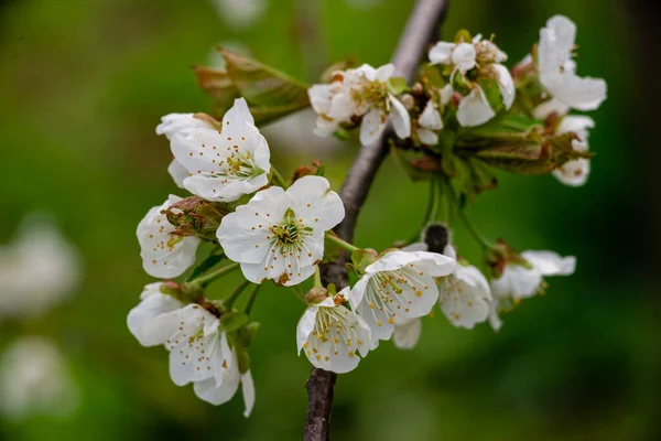 Weiße Blumen Eines Kirschblütenbaumes Nahaufnahme Frühlingszweig Zweig Zweig Schön Grün — Stockfoto